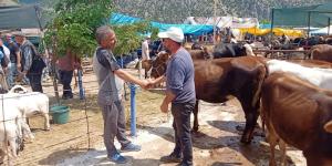 Kurbanlık Fiyatları Belli Oldu: Bu Yıl 3 Milyon 350 Bin Hayvan Kesilecek